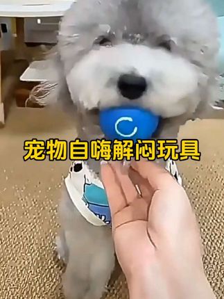 自动遛狗球耐咬狗狗玩具球电动跳跳球逗狗解闷神器宠物养狗必备品#宠物自嗨解闷玩具@DOU+小助手 @巨量千川