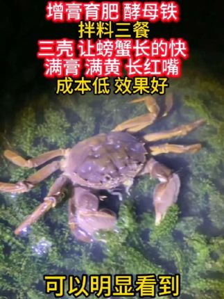 #虾蟹养殖 用的 #多元酵母铁 低成本打造满膏满黄、穿心红的大盘蟹,富含多种微量元素、维生素,罗氏虾、对虾和螃蟹都能用,#螃蟹养殖 #南美白对虾养殖 #河蟹养殖