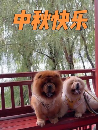 大伙记得吃月饼,中秋快乐#松狮 #中秋节快乐 #假如狗狗会说话 #狗狗的心思都写在脸上了 #养一只小狗的真实感受