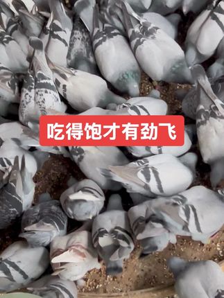 #养鸽人的梦想 #信鸽赛鸽 #诚信做人诚信做事 #萌宠