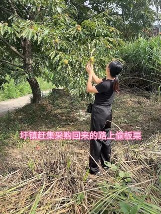 乡镇赶集回来的路上偷板栗🌰#人间烟火气最抚凡人心 #挑土货 #