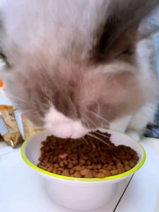 #宠物用品 #萌宠好物 #宠物零食 #猫粮 #猫零食