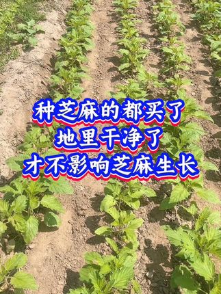 芝麻田这样管理,环境全优化#芝麻种植 #芝麻高产 #芝麻苗后 #芝麻种植技术