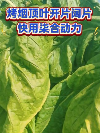 烤烟顶叶开片阔片快用柒合动力#烤烟种植 #烤烟 #烤烟种植技术与管理 #抖音小助手