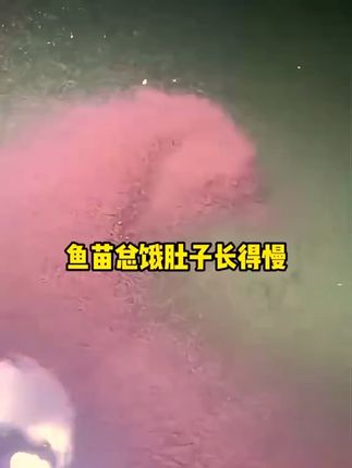 快去培育轮虫#轮蛛乐#鱼虾蟹养殖#花白鲢养殖