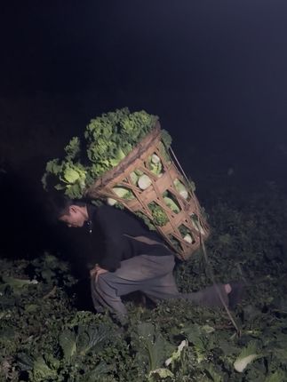 姐姐么青麻叶大白菜就是我用背箩给你背回家里给你打包到你们的餐桌上的 #好物分享 #青麻叶大白菜 #农民
