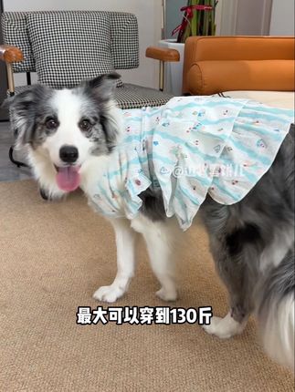 这个蛋糕裙毛孩子穿上也太好看了🎀!网纱面料透气不闷热,多重花色穿着甜美又可爱~ 快给毛孩子安排#萌宠好物 #狗狗衣服#宠物衣服#狗狗裙子