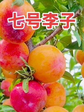 好漂亮辽宁七号李子果,肉是渐变色的,哇~好甜啊,这个李子没吃过没?#七号李子