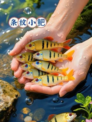 养鱼新手必入!条纹小鲃才是桌面生态缸的“宝藏选手” 自带清新黑白纹路,游动时像水中跃动的小音符,轻松点亮桌面角落。 不挑水质、耐低温,哪怕是新手也能轻松养活,无需频繁打理。 混养友好不“打架”,和灯科鱼、工具虾同缸相处融洽,轻松打造活力生态。 想给桌面添抹灵动生机?选条纹小鲃准没错~#鱼缸里的大自然 #养鱼日记 #养鱼 #观赏鱼 #条纹小鲃@抖加🔥上热门🔥dou+🔥热点宝 @热点宝🔥 @DOU+上热门 @DOU+小助手