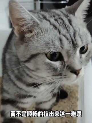 笑死,可别再傻傻的给猫咪吃猫草了,快来试试这个成橙家的化毛球片#萌宠好物 #铲屎官的乐趣 #萌宠出道计划#化毛球片