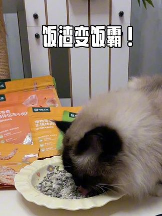 猪咪从饭渣到饭霸只需要一包网易的这个拌饭肉松~#宠物肉松 #冻干碎拌猫粮 #猫咪肉松 #拌饭肉松宠物