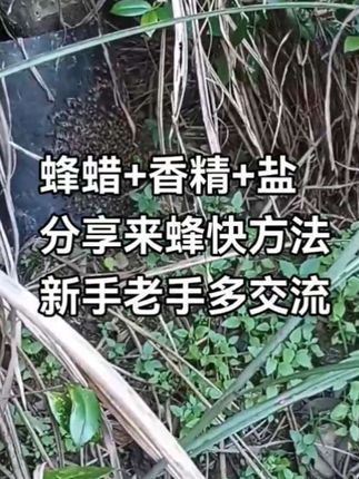 蜂蜡香精诱蜂 蜂蜡加香精来蜂快#诱蜂养蜂 #抖音扶持三农