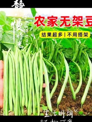 给大家推荐这款不用搭架的四季豆,不搭架好管理,产量比搭架的还要高,无筋无丝,清炒脆嫩爽口,非常的香,豆角味浓郁,和肉一起炒啊,比肉还香,脆嫩多汁,种植也是非常的简单。撒上种子,浇浇水,很快就发芽了,结果非常多,家里个阳台、花园、花盆、空地都能种植,你也赶快种上吧!#地芸豆