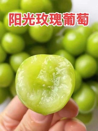 阳光玫瑰葡萄颗粒饱满、皮薄肉厚、果粒紧密、香甜可口、果肉鲜脆多汁,入口有葡萄的香甜,还有玫瑰的花香,让您吃一口就会爱上它!#阳光玫瑰葡萄 #新鲜应季水果 #好吃到停不下来 #超便宜超划算