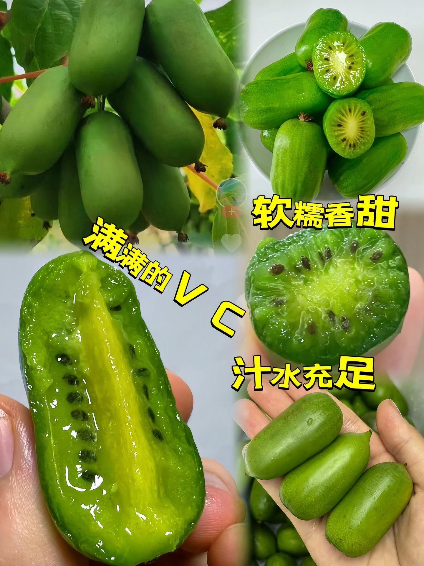 就是这个一年只有一季的#软枣猕猴桃,别看它小小的一个vc含量却是苹果的一百倍,而且没有毛。连皮一起吃,口感清甜,比一般的猕猴桃味道浓郁很多,鲜嫩多汁啊,巨好吃,快给你家宝安排上吧#快来一起尝个鲜 #水果 #优质农产品