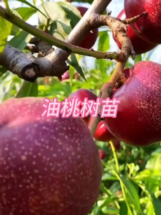 嫁接新品种油桃树苗中油金铭8-44油桃苗早熟大果黄肉南方北方种植#油桃树苗