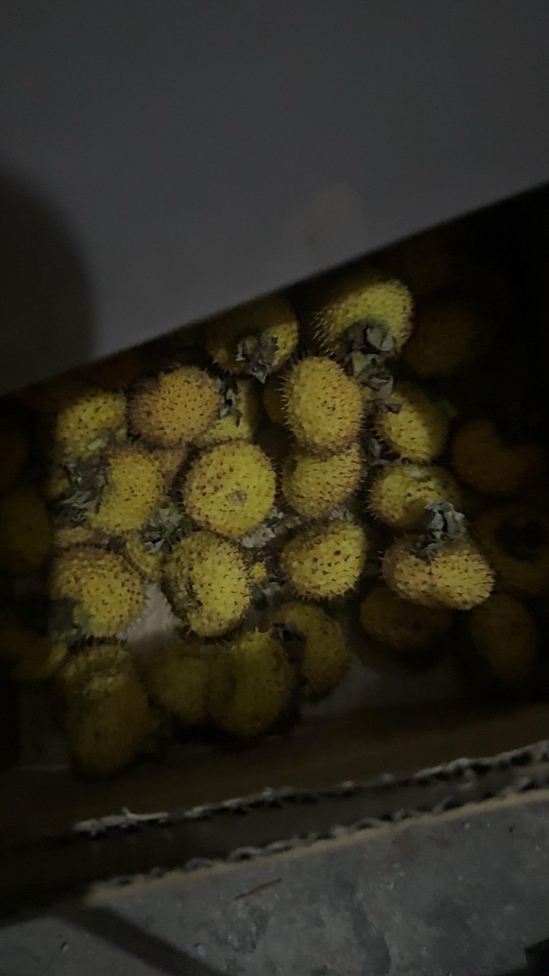 新鲜度:这次是最好的,老板人挺好,这次的个个都比较大,汁多,下次继续买你家的#我在抖音买买买