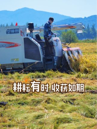 #抖音美好丰收节 耕耘有时,收获如期,五常大米稻花香2号开镰收割,新米的香味即将占领你的餐桌。#五常大米 #五常大米稻花香 #五常大米稻花香2号