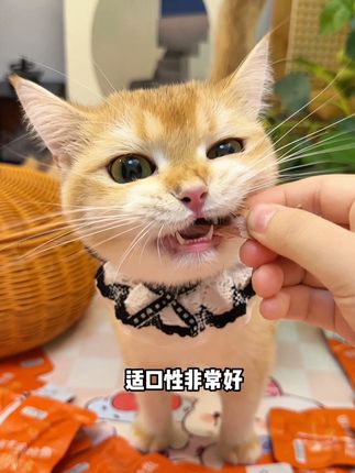 早知道这个金枪鱼9.9到手六包,我干嘛还去买小猫不爱吃的鱼油啊!这个蒸煮金枪鱼不但也富含Omega-3,猫猫还非常爱吃,趁活动划算我得多囤点儿!!#萌宠好物 #新手养猫 #宠物金枪鱼 #金枪鱼 #猫零食