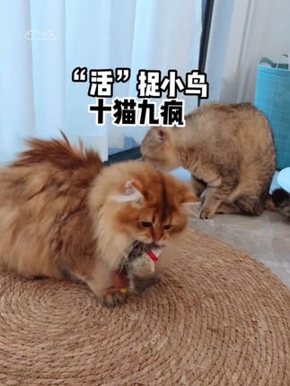 毛孩子喜欢的不得了,玩一整天,宠物玩具仿真小鸟发声麻雀猫咪玩具解闷薄荷狗狗玩具悬挂自嗨神器#猫玩具#小鸟 #宠物出道计划 #宠物 #超便宜超划算
