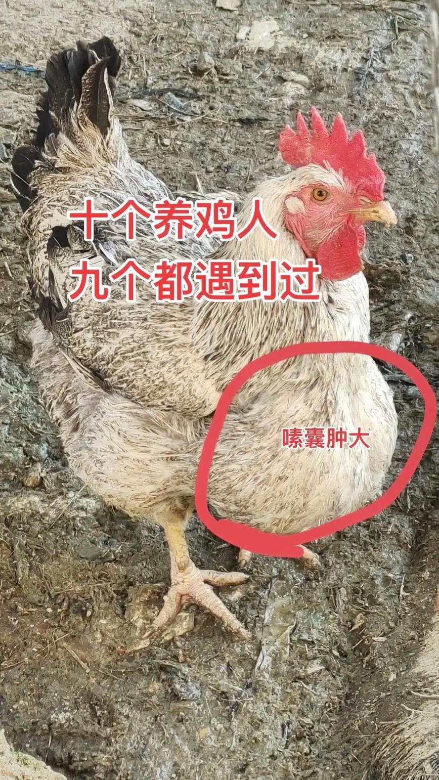 #养鸡#养鸡技术#养鸡小妙招 #生态散养土鸡 #家禽养殖