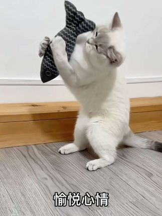 一条麻布鱼承包了小猫咪一整天的快乐。#猫玩具#可爱萌宠 #可爱的小猫咪 #麻布鱼