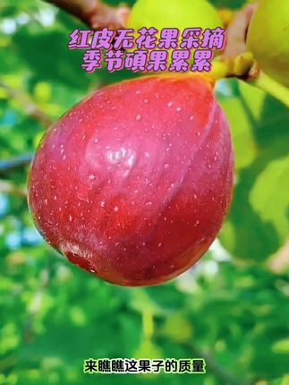 #优惠活动火爆进行中 #红皮无花果 #口感特别好 #立秋开吃啦,你的秋日美食正在派送中#婷婷超爱吃52521 @DOU+小助手 @巨量千川 被誉为水果界皇后的红皮无花果,一年到头都能结出累累硕果,营养非常丰富,果肉厚实,果实绵软糯香,自然风干,常温保存,嘎嘎好吃!快来尝尝吧!