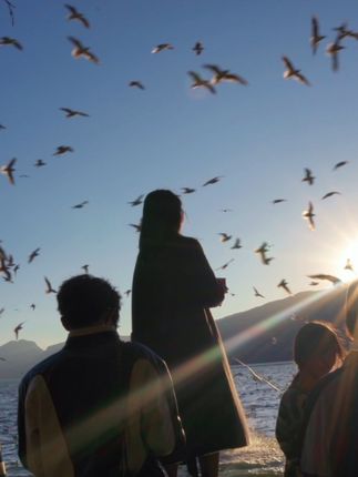 昆明的海鸥配得上硬曲。#我在出片前线 #昆明 #海洪湿地公园 #海鸥拍照 #机位标签激励计划