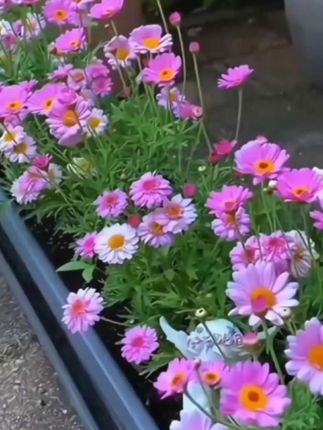 花盆家用塑料种菜专用盆长方形简约环保种植箱大号种菜盆阳台耐用。