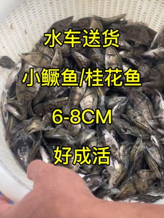 桂鱼6-8CM水车送货上门#鱼苗批发 #桂鱼苗批发 #三农养殖 #鳜鱼苗批发 #养鱼经验分享