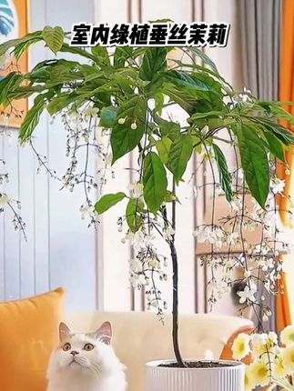 一款适合养在室内的花,就是这个垂丝茉莉,花絮大长,像柳枝一样垂下来,仙气飘飘,哪怕家里采光不好,也能开爆盆,花期更是长达二百多天#垂丝茉莉 #绿植 ##室内盆栽