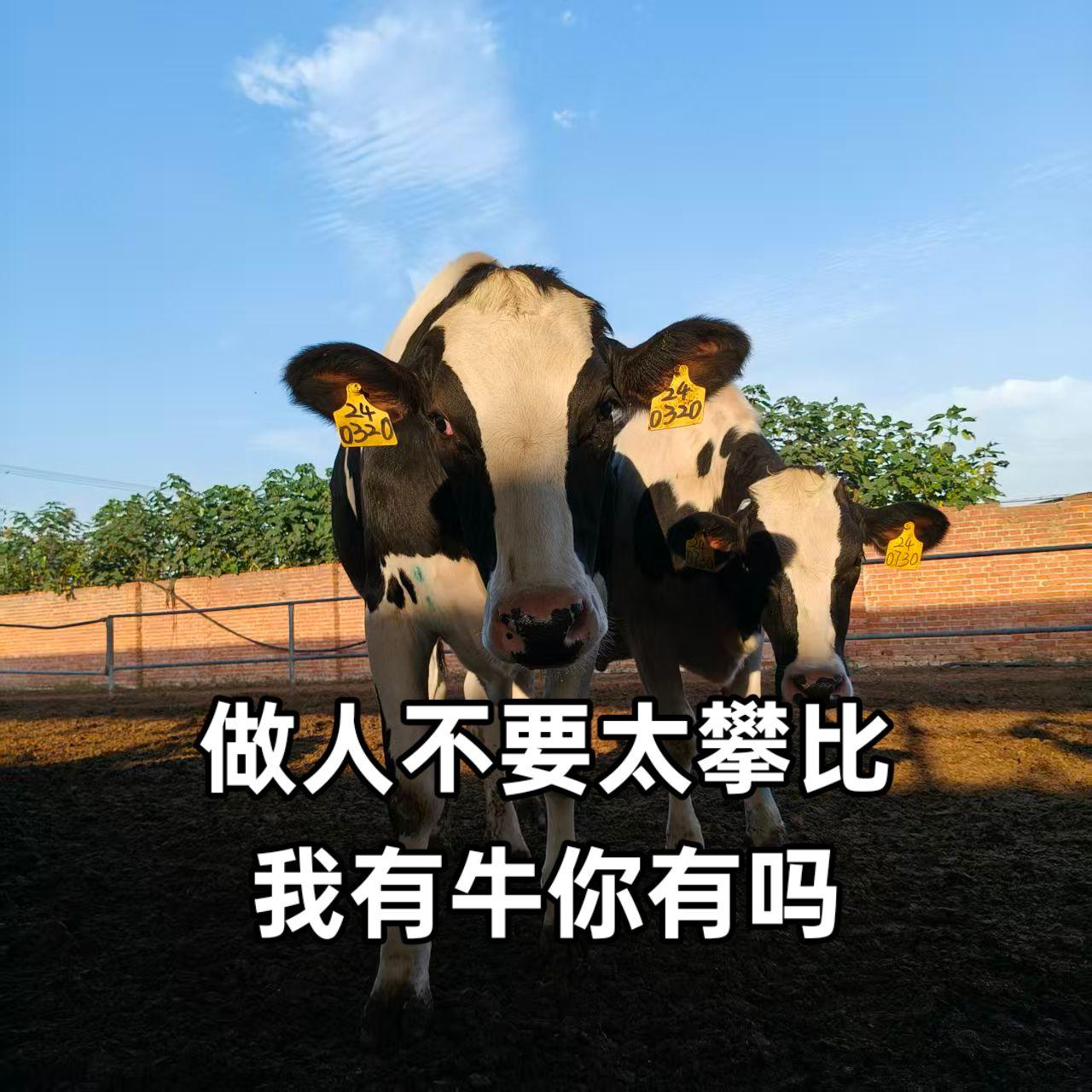 做人不要太攀比#人与动物和谐相处 #不要攀比 #动物@dou+小助手 #180