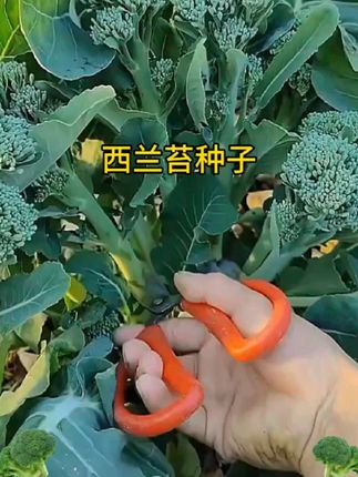 早熟西兰苔种子夏播秋播春播西兰花种子芥蓝芥兰菜心种子阳台盆栽#种植种子