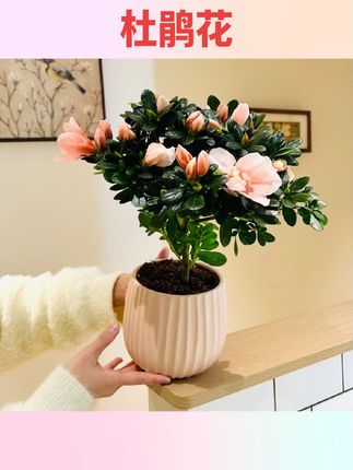 #养花小知识 #爱生活爱养花 #家庭养花 #花卉绿植 #国庆节好物 粉精灵杜鹃花盆栽盆景室内客厅办公室桌面好养观花花卉绿植