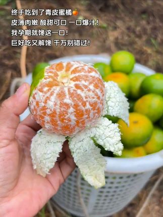 终于吃到了青皮蜜橘,皮薄肉嫩酸甜可口!我孕期就馋这一口!#青皮橘子 #橘子 #优质农产品 #口感特别好 #当季水果