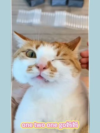#喵咪颜究社 #宠物耳部清洁棉 #可爱的小猫咪 #萌宠好物