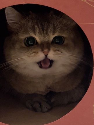 据说多听喵喵叫对身体好! #猫咪 #萌宠 #猫 #萌宠出道计划