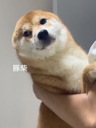#董春哥