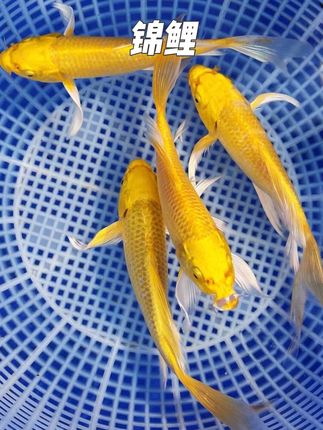 黄金锦鲤鱼,金鳞闪耀如活宝,寓意招财纳福,好养活颜值高,摆家里瞬间提升格调~,#锦鲤鱼 #招财锦鲤 #观赏鱼爱好者 #观赏鱼 #轻松养鱼