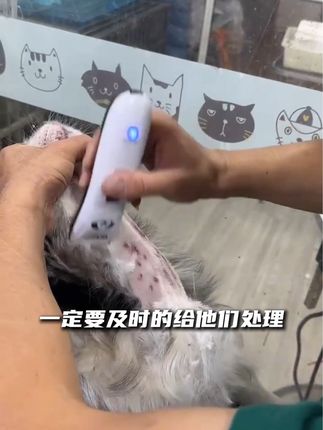 当家里毛孩子出现这些情况,一定要及时给它处理好,否则会越来越多#狗狗皮肤病 #科学养宠 #狗狗脓皮症 #无限回购的宝藏单品 #在抖音入手的好东西