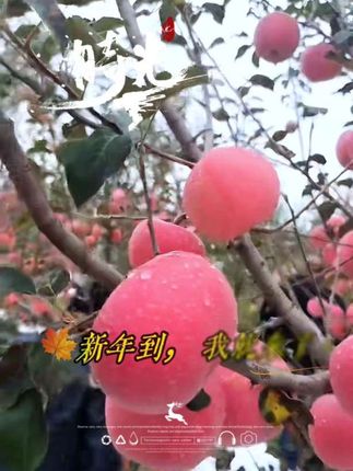 又是一年苹果季#创作灵感 #应季水果 #硕果累累 #洛川苹果 @DOU+上热门 @抖音小助手