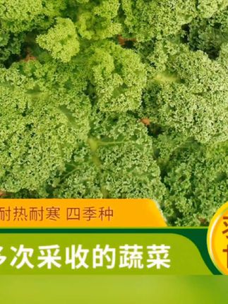 【羽衣甘蓝种子】家庭小院阳台抗寒耐冻四季盆栽地栽可食用
