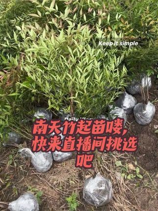 南天竹现起苗#别墅庭院植物 #园艺 #庭院植物 #苗木基地