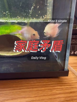 谁给调解调解………#迷你鹦鹉