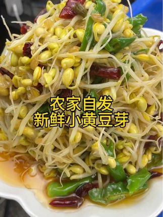 农家自发新鲜小黄豆芽#黄豆芽 #水生豆芽 #小时候味道 #自发黄豆芽 #刘马超