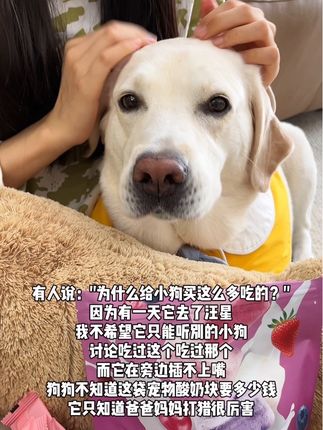 宠物酸奶块,雪雪已经6岁了,平时很喜欢喝酸奶,看到有狗狗可以吃的酸奶块,女朋友立马安排上了!#拉布拉多 #萌宠好物 #新手养狗 #狗狗零食