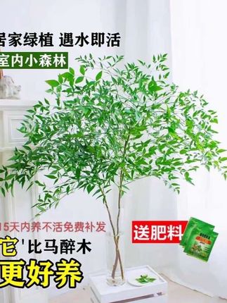 南天竹鲜切枝水培植物室内桌面好养美观大方净化空气绿植#南天竹 #水培植物 #净化空气#桌面植物#水培南天竹