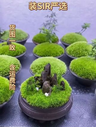 苔藓孢子粉,让整个房间充满绿意吧#绿植花卉 #家庭居家绿植