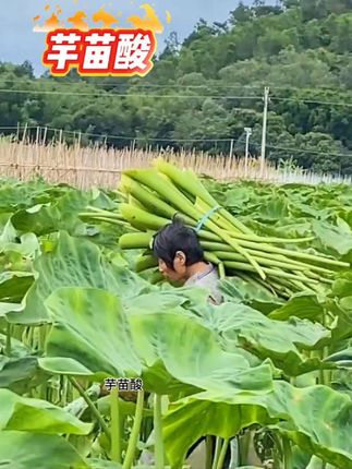#上热门 平时大鱼大肉吃腻了,那就试试这个芋苗酸#芋苗酸 开胃又爽口#美味下饭菜 #下饭菜 #美食 @巨量千川