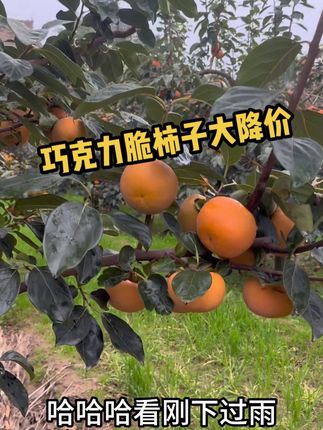 陕西巧克力脆柿子已经大面积熟了,大降价还是去年的价格 #脆柿子 #阳丰甜柿子